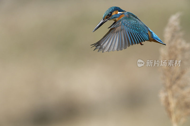 翠鸟潜水(Alcedo atthis)